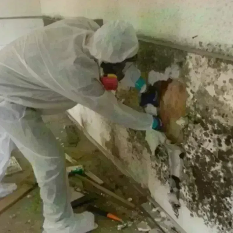 Mold Remediation and Removal in Bolingbrook, IL